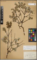Foto von Salix repens subsp. incubacea (L.) A. Neumann